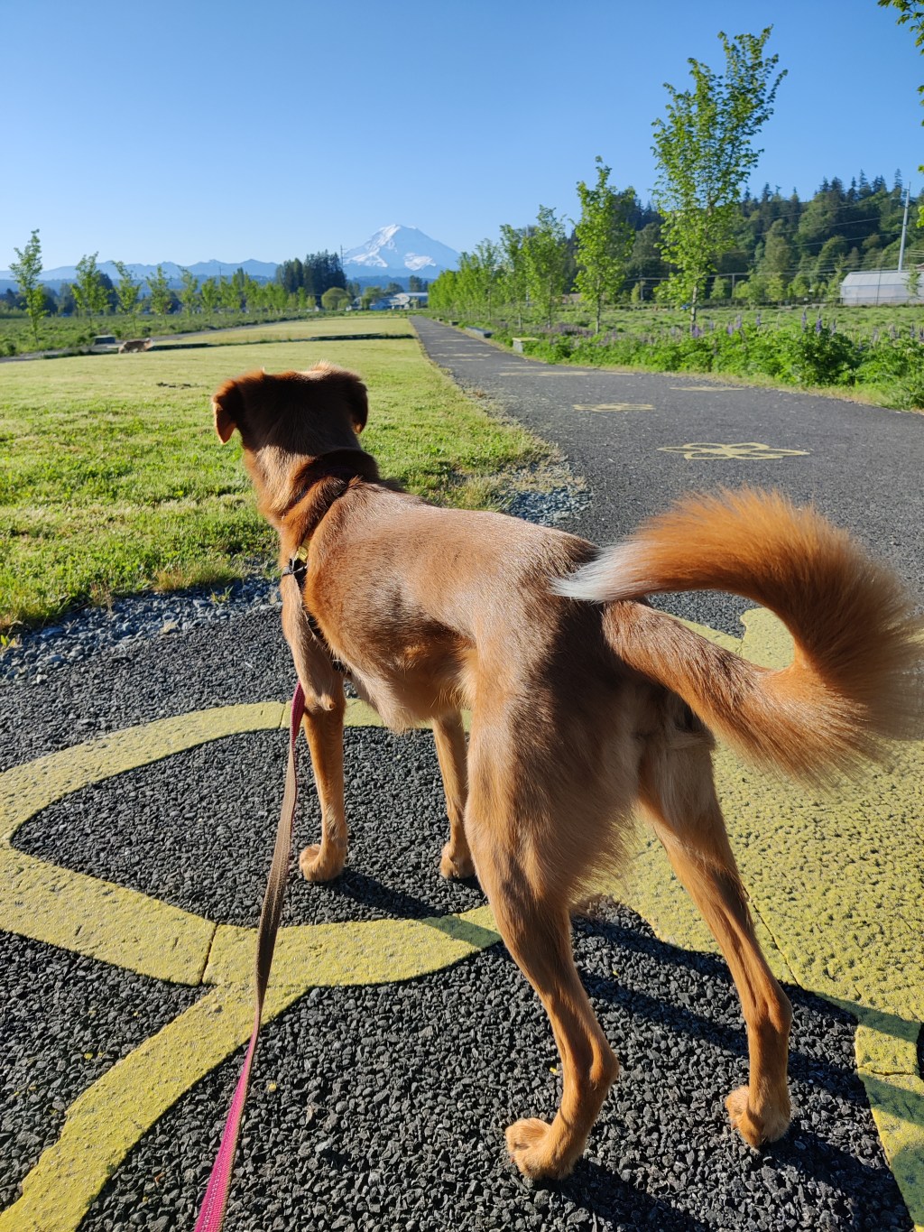 Forever Free: Remembering Ginger&nbsp;Sue